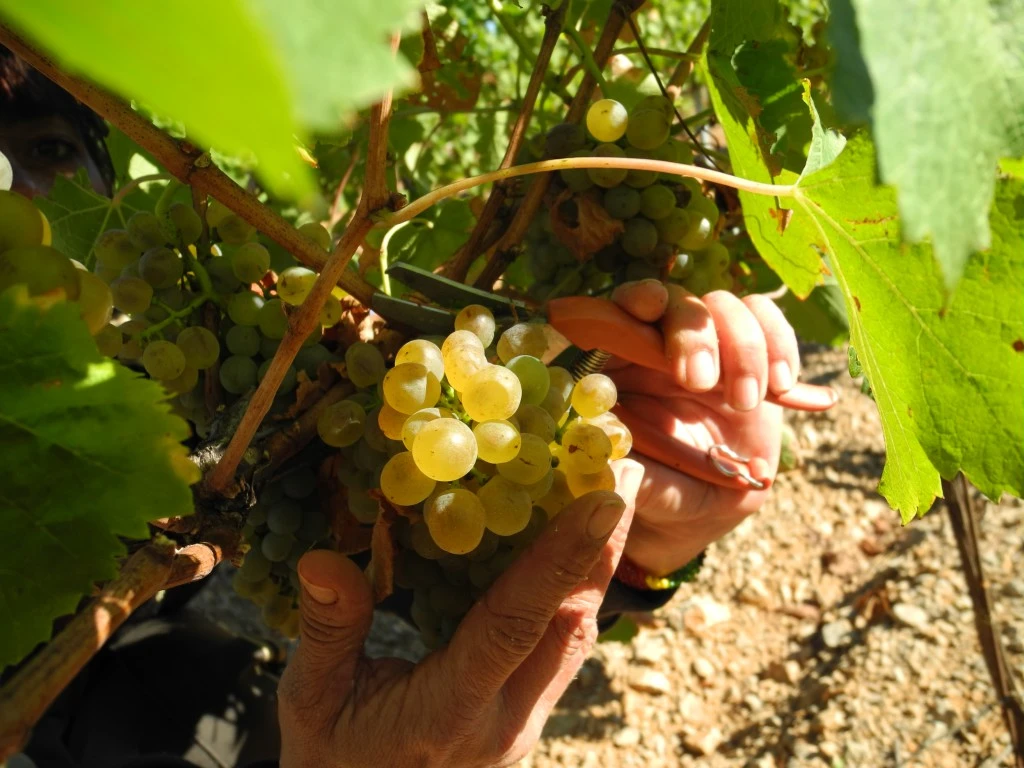 vendange à la main